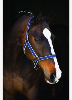 Amigo Headcollar - Navy/Silver