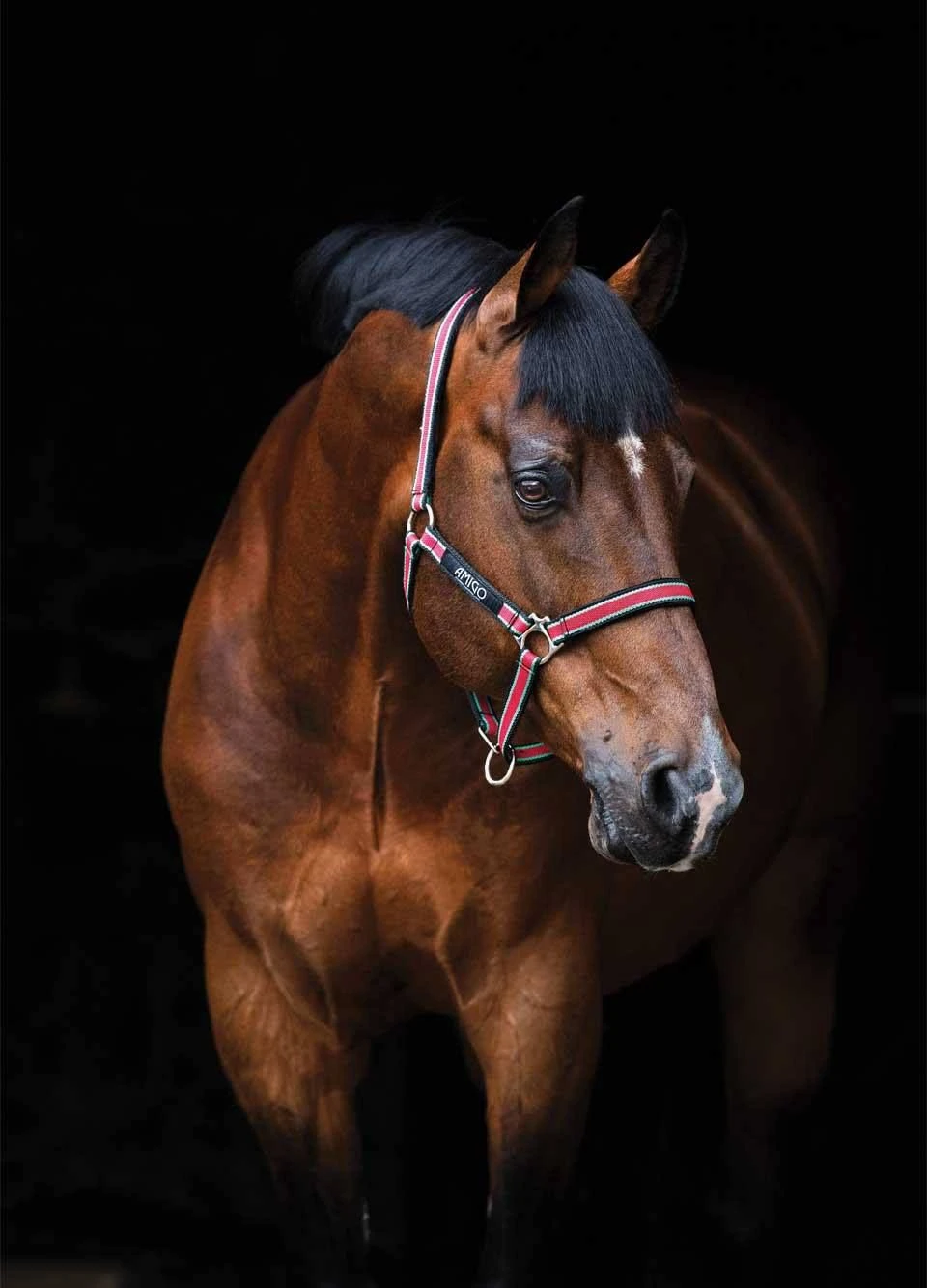 Amigo Headcollar - Red 1 Amigo Headcollar - Red