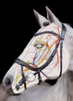 Schockemohle Equitus Alpha Bridle - Black -Equi Guard Horse Shop equitusalphascetch 2