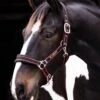 Rambo Padded Headcollar - Black/Tan/Orange