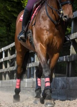 LeMieux Grafter Brushing Boots - Papaya -Equi Guard Horse Shop lemieux grafter boot papaya 5rdy