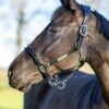 LeMieux Rope Control Headcollar - Black
