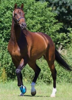 Woof Wear Medical Hoof Boot - Blue -Equi Guard Horse Shop medicalhoofbootlifestylerdy