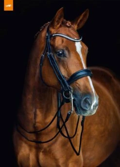 Schockemohle Venice Rolled Double Bridle - Black