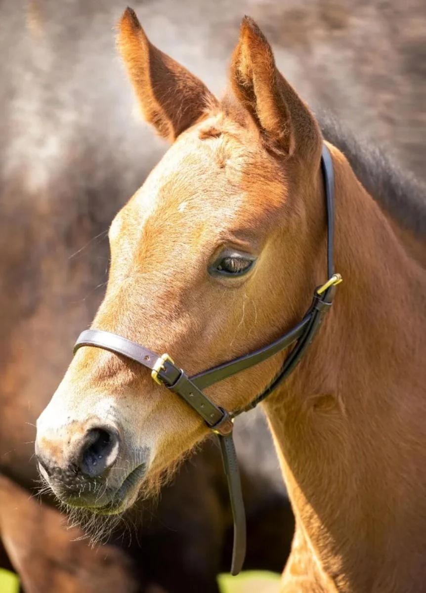 Shires Velociti GARA Leather Foal Slip - Havana 1 Shires Velociti GARA Leather Foal Slip - Havana