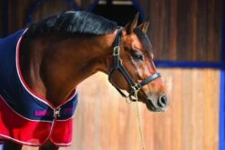 Rambo Sport Cooler - Navy/Red/Grey -Equi Guard Horse Shop sportcooler2