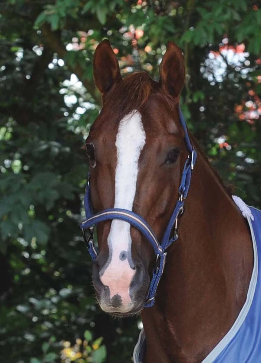 Weatherbeeta Coordinate Headcollar - Dark Blue/Brown/Grey 2 Weatherbeeta Coordinate Headcollar - Dark Blue/Brown/Grey - Image 2
