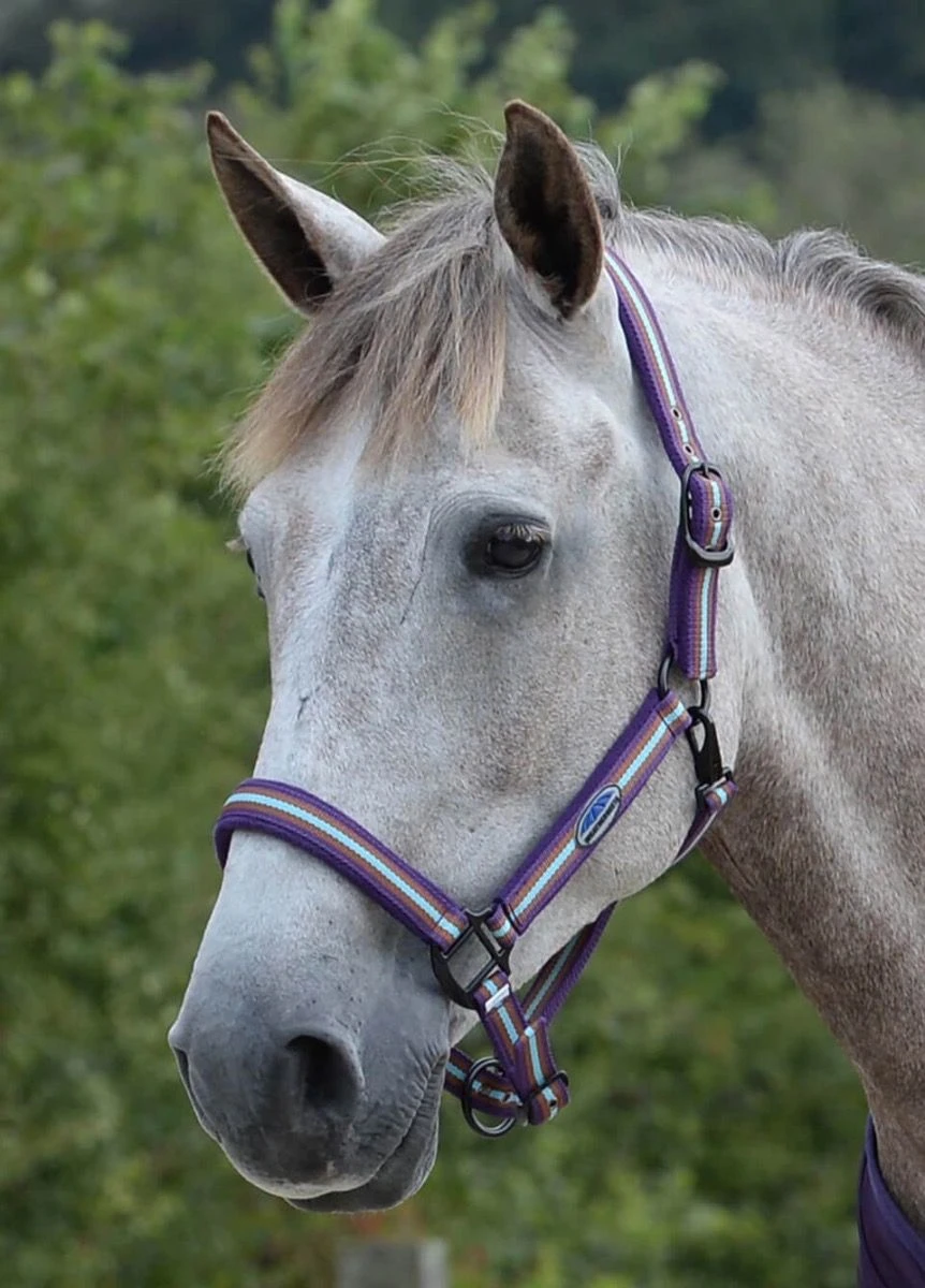 Weatherbeeta Coordinate Headcollar - Purple/Brown/Blue 1 Weatherbeeta Coordinate Headcollar - Purple/Brown/Blue