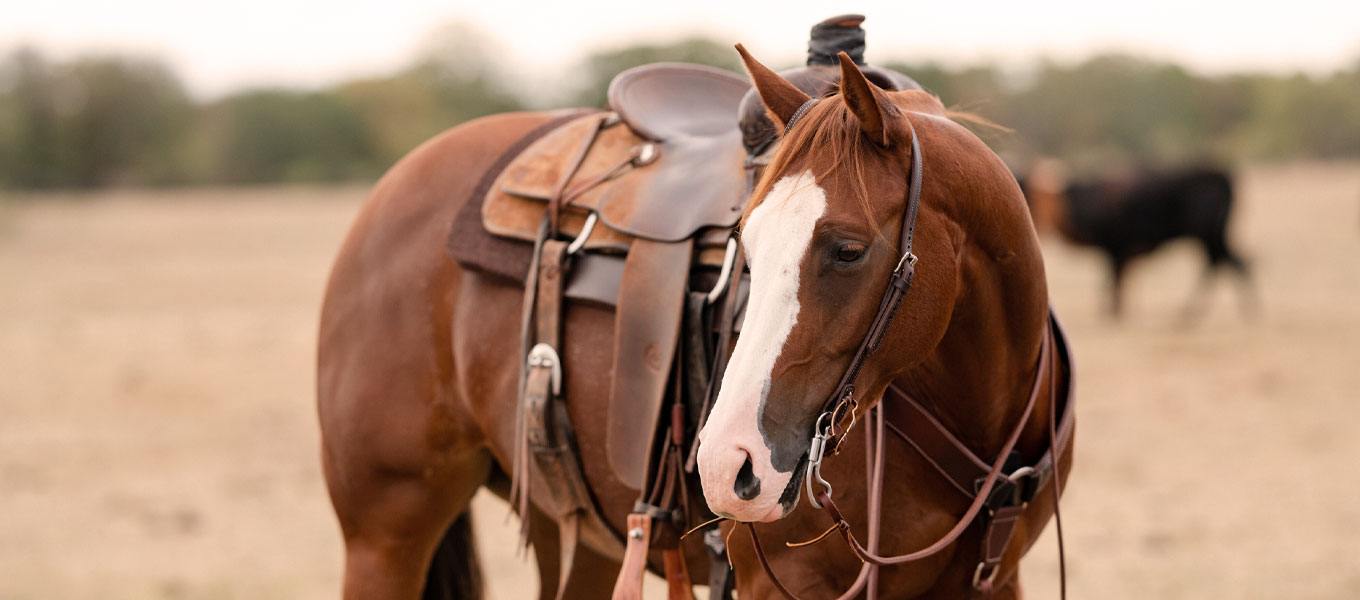 Equi Guard Horse Shop -Equi Guard Horse Shop TACK2 CatetoryBanner 10 07 24